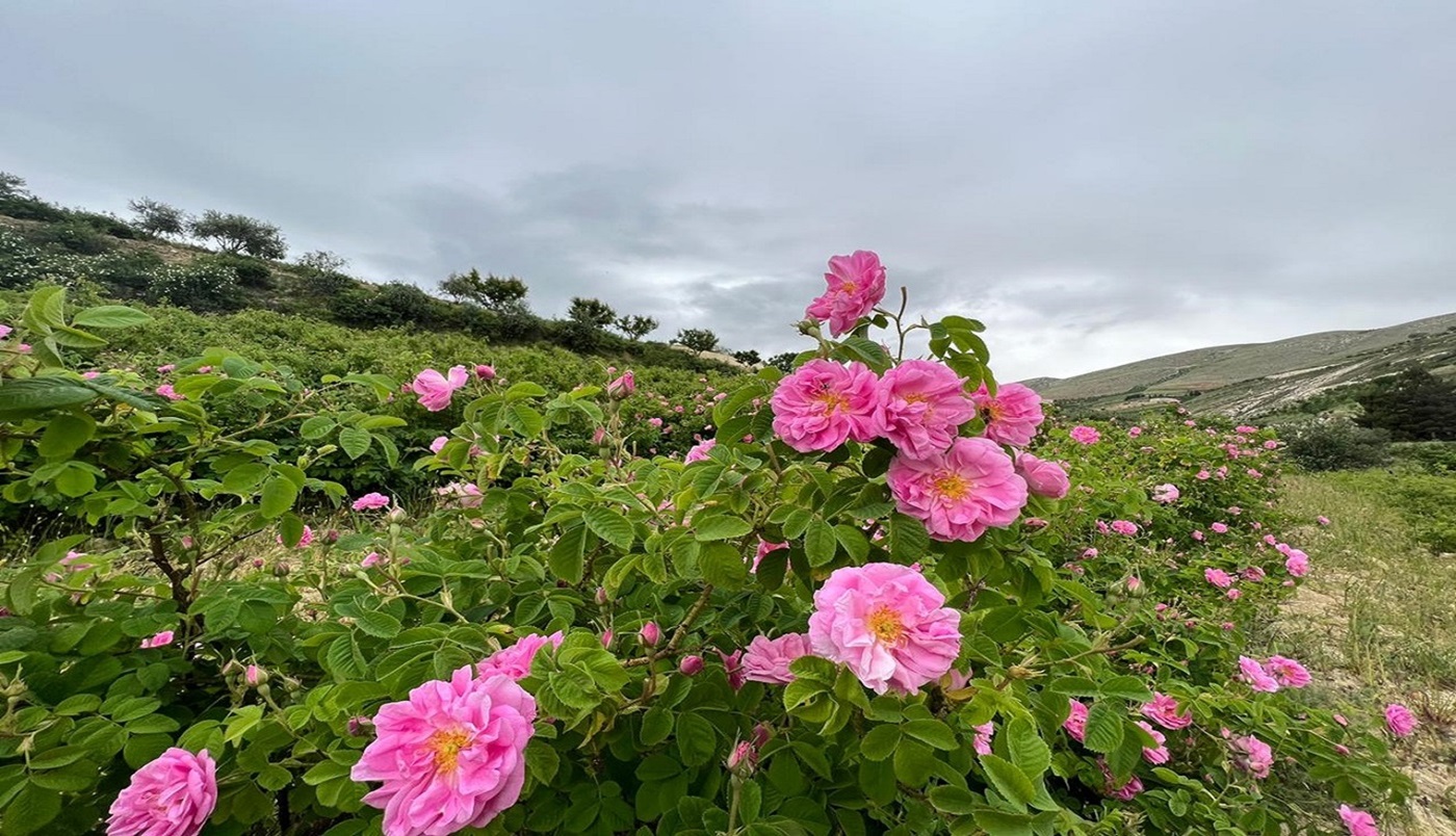 Qsarnaba: A Capital das rosas do Líbano