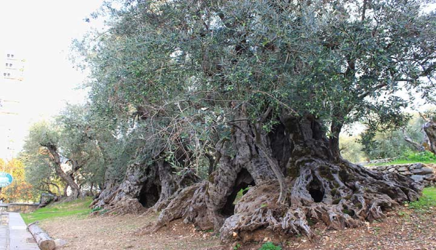 Adeus às oliveiras? Mudanças climáticas afetam modos de vida e aprofundam desigualdades no Líbano